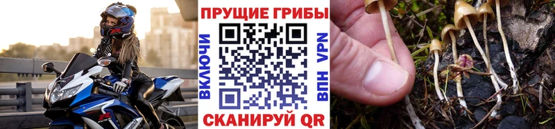 Галлюциногенные грибы Magic Shrooms  хочу наркоту  Котельниково 